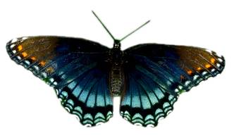 Butterfly6.jpg